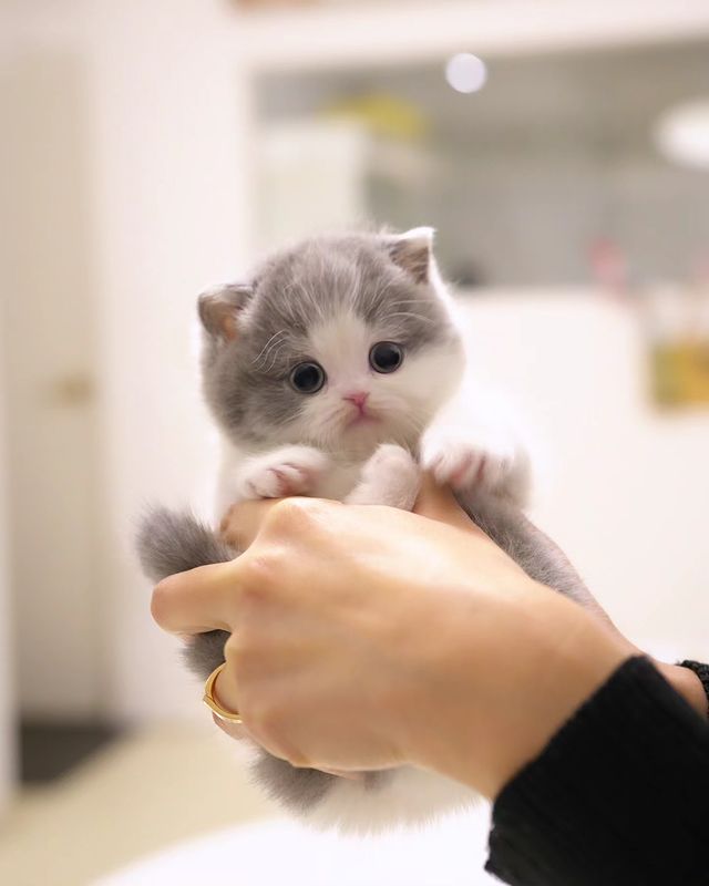 Cute Grey Munchkin Kitten