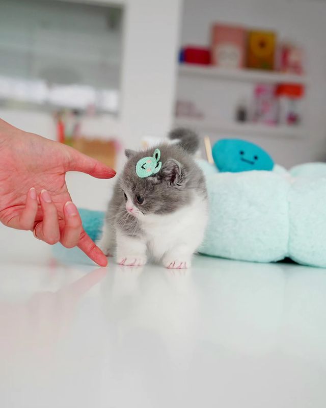 Grey and white munchkin kitten