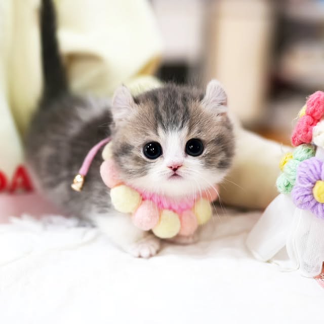 fawn munchkin in ladies palms