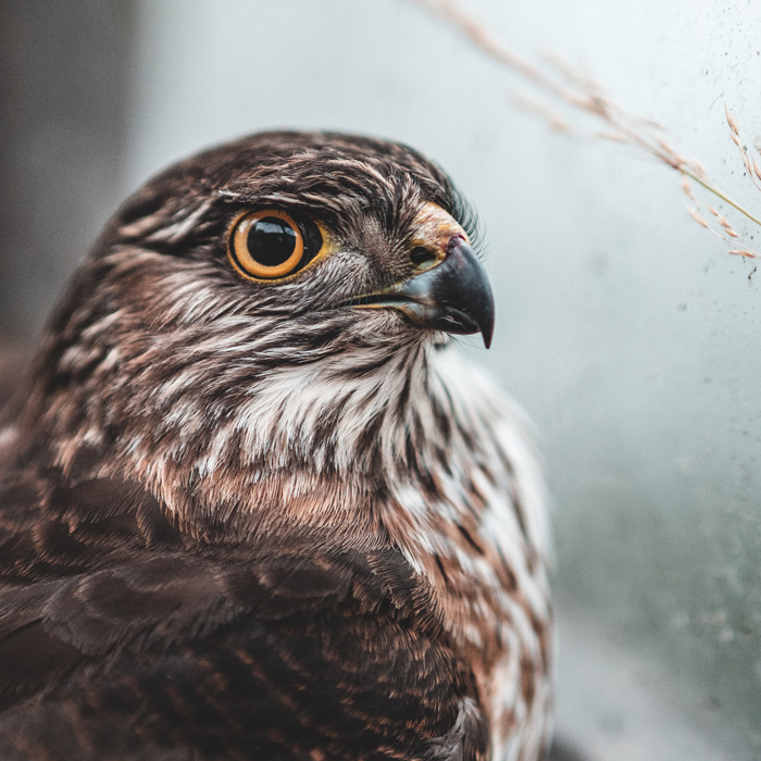 An eagle looking attentively.
