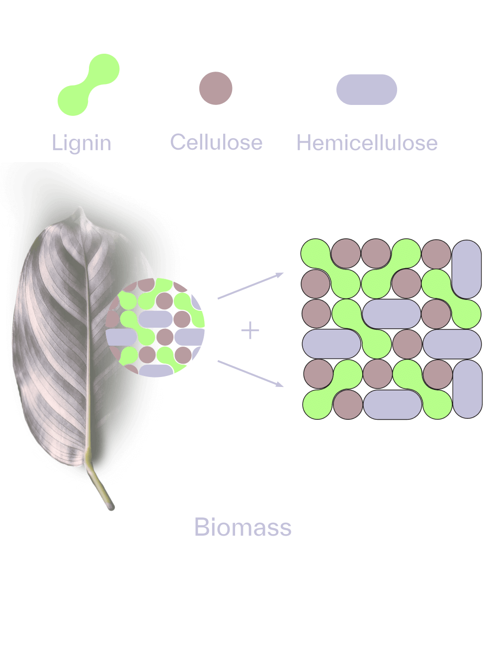 Image showing how Bloom's technology process works