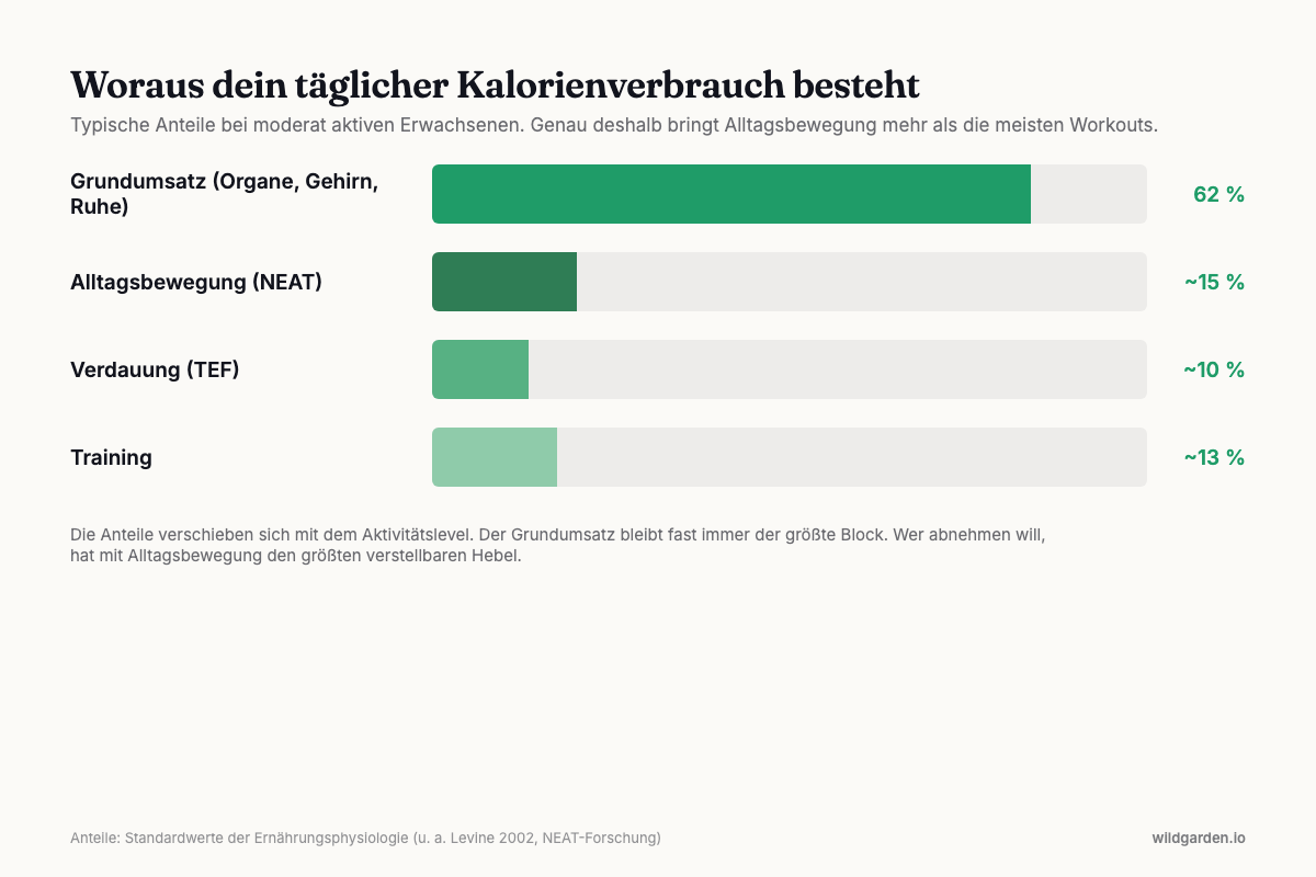 Infografik: Zusammensetzung des täglichen Kalorienverbrauchs aus Grundumsatz, Alltagsbewegung, Verdauung und Training