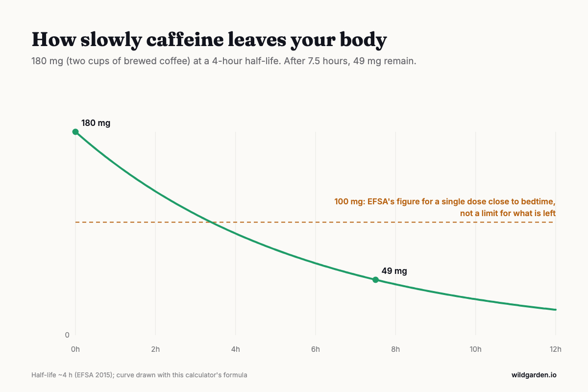 Decay curve of 180 mg of caffeine over 12 hours at a 4-hour half-life, with EFSA's 100 mg figure for a single dose close to bedtime