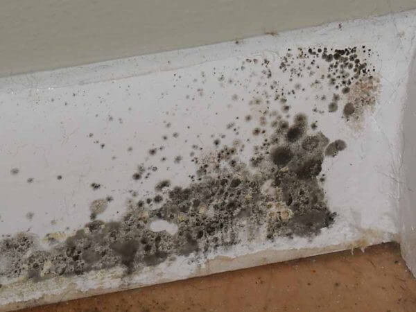 A moldy window sill