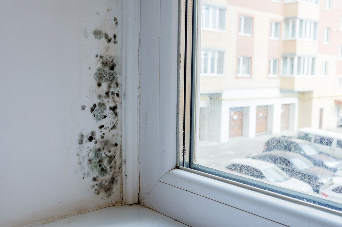 A moldy window sill