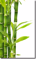 Clean the Air Inside Your Home with Green Plants