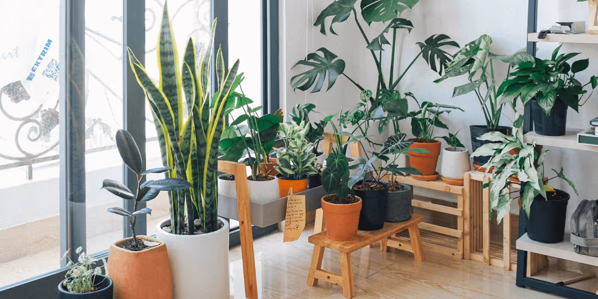 Clean the Air Inside Your Home with Green Plants
