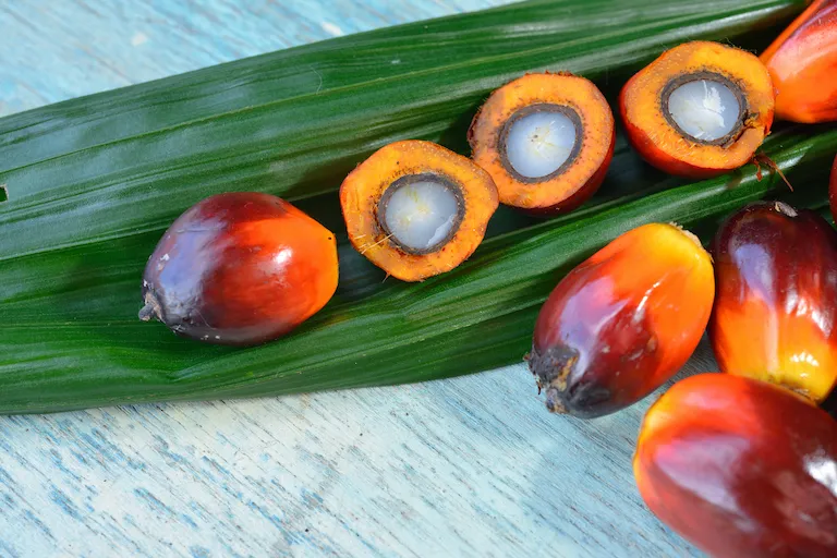 Palm oil fruit