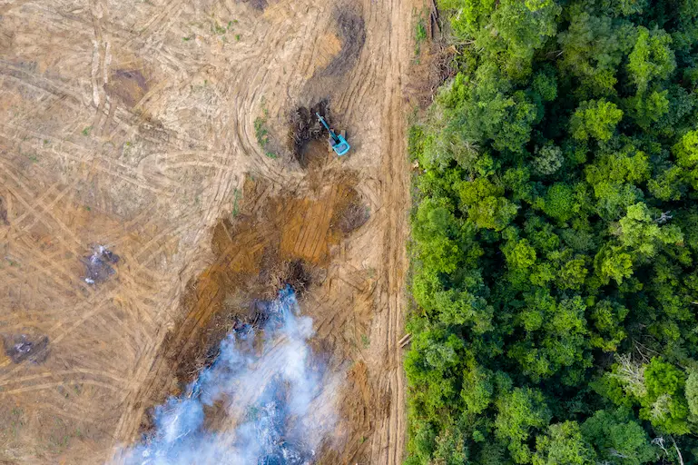Rainforest being cleared to make way for palm oil plantations.