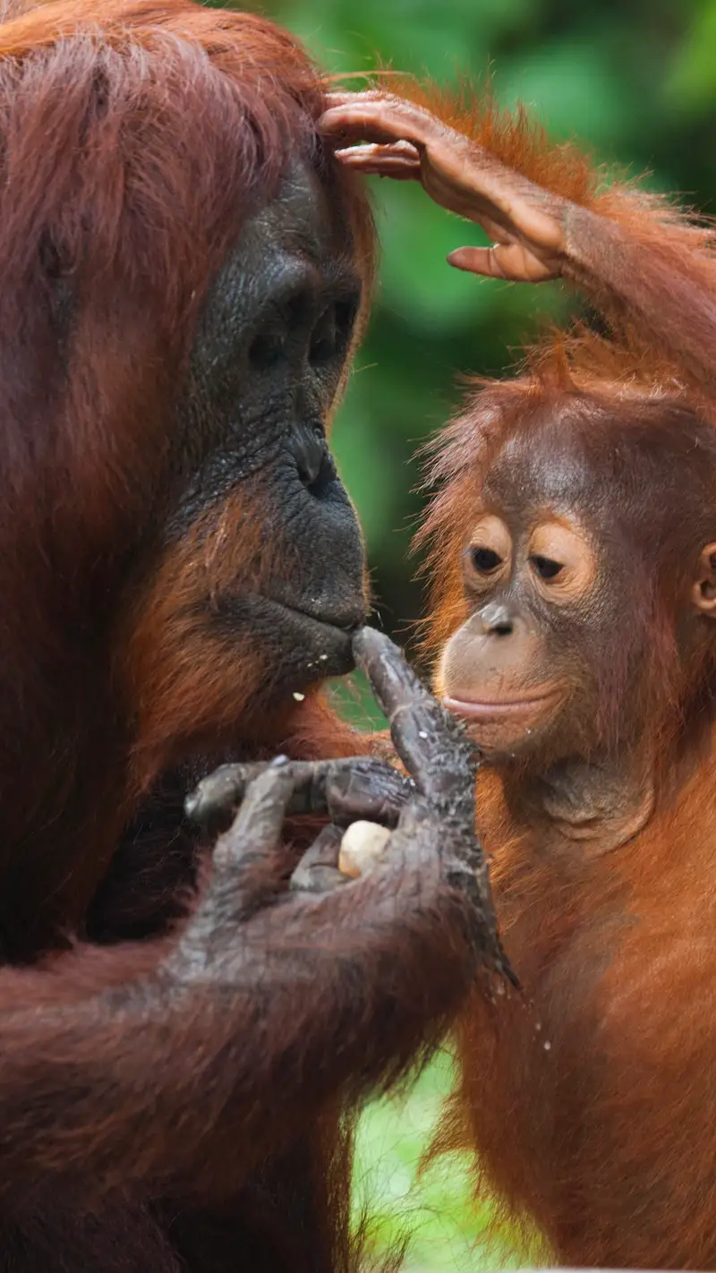 A tender moment between a mother orangutan and her baby in the rainforest, symbolising the urgent fight against deforestation and palm oil-driven habitat loss.