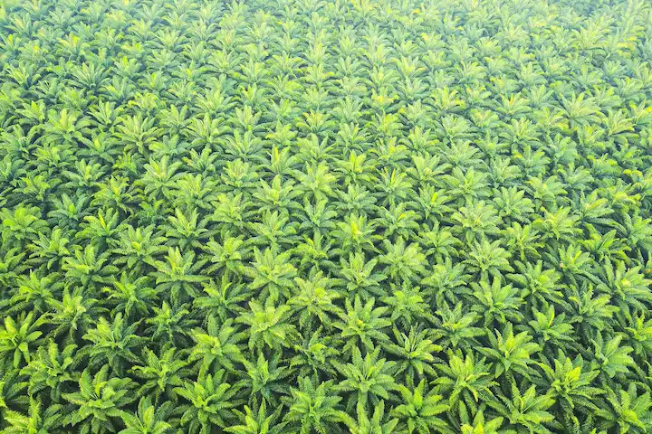 Aerial view of a dense palm oil plantation, showing uniform rows of oil palm trees stretching to the horizon.