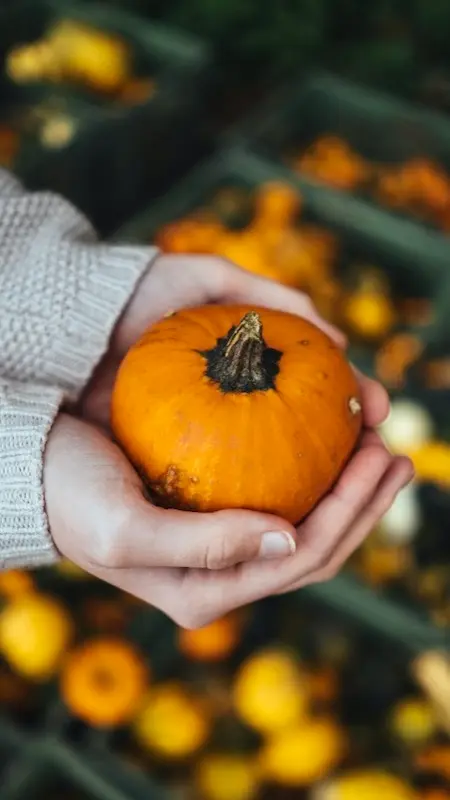 Hands holding a small orange pumpkin, symbolising the natural ingredients behind pumpkin seed oil and its skin benefits in autumn skincare.