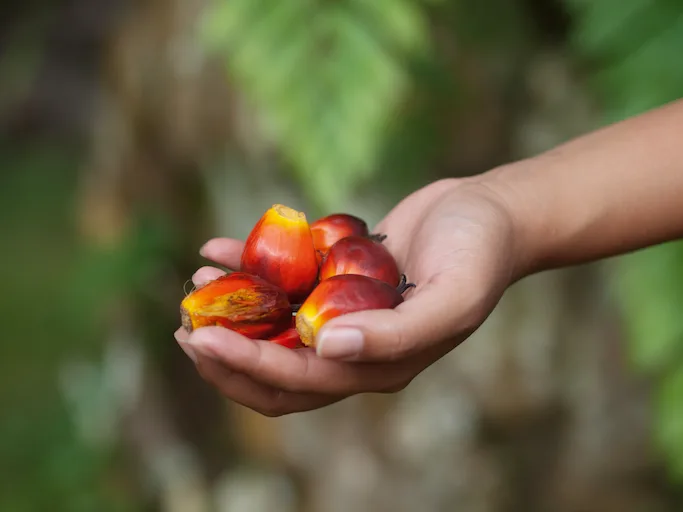 Bright red and orange palm oil fruits held in a person’s hand.