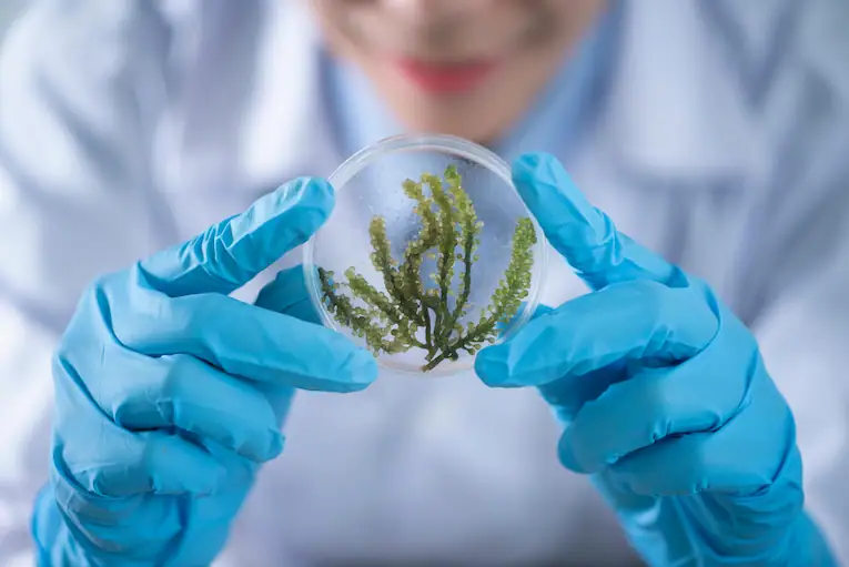 Plant-based material being studied in a laboratory setting, representing innovation in sustainable ingredients.