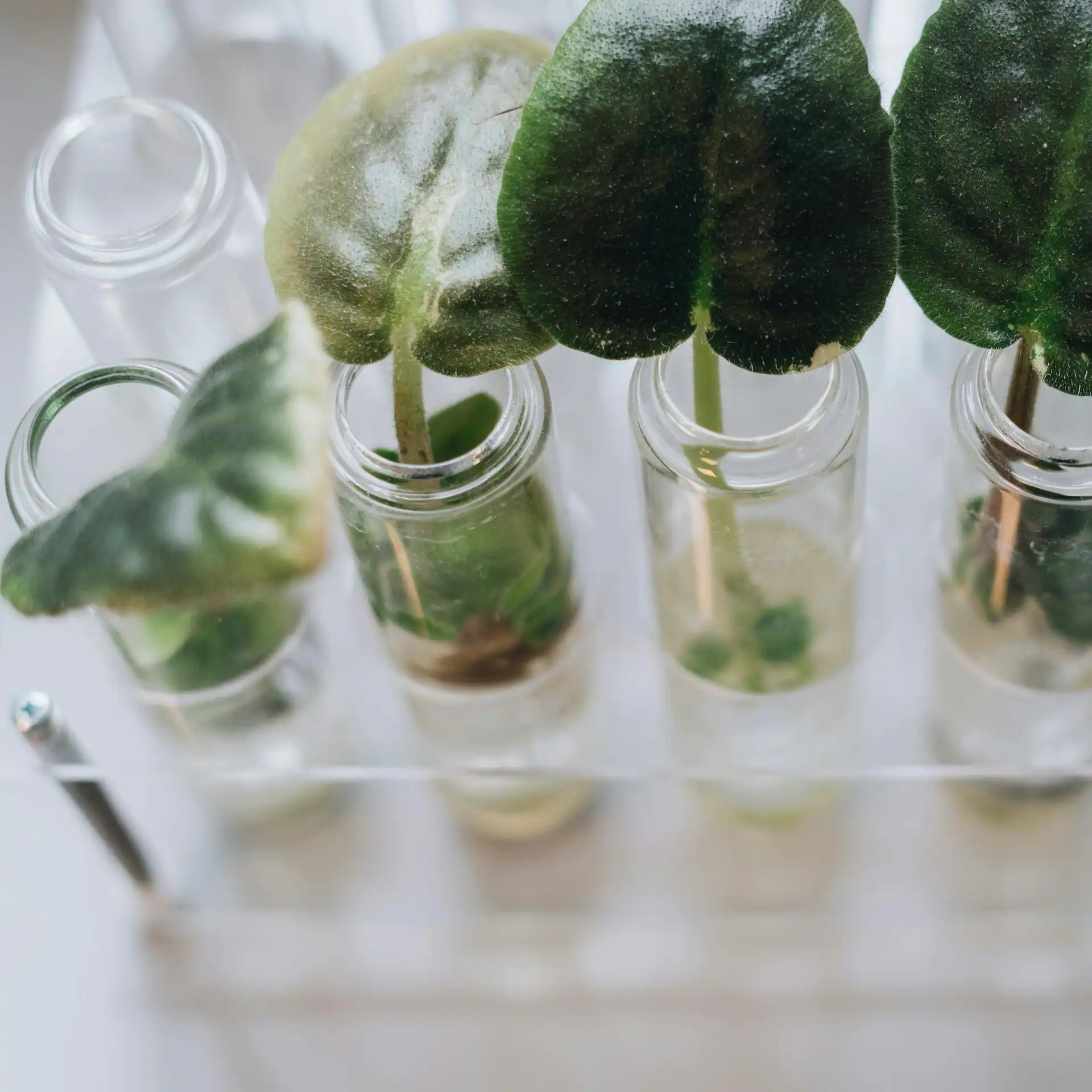 Plant leaves growing in glass containers, representing research into sustainable ingredient alternatives.