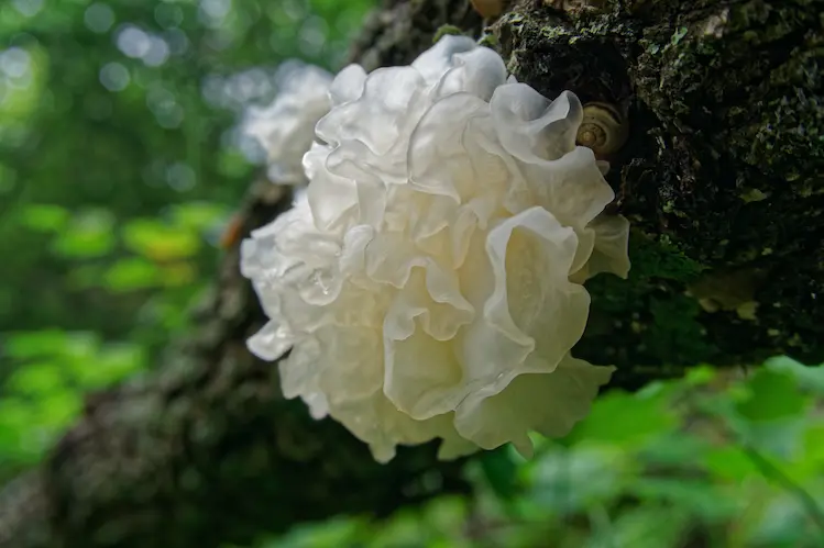 now mushroom (Tremella fuciformis), a natural humectant used in skincare to support hydration.