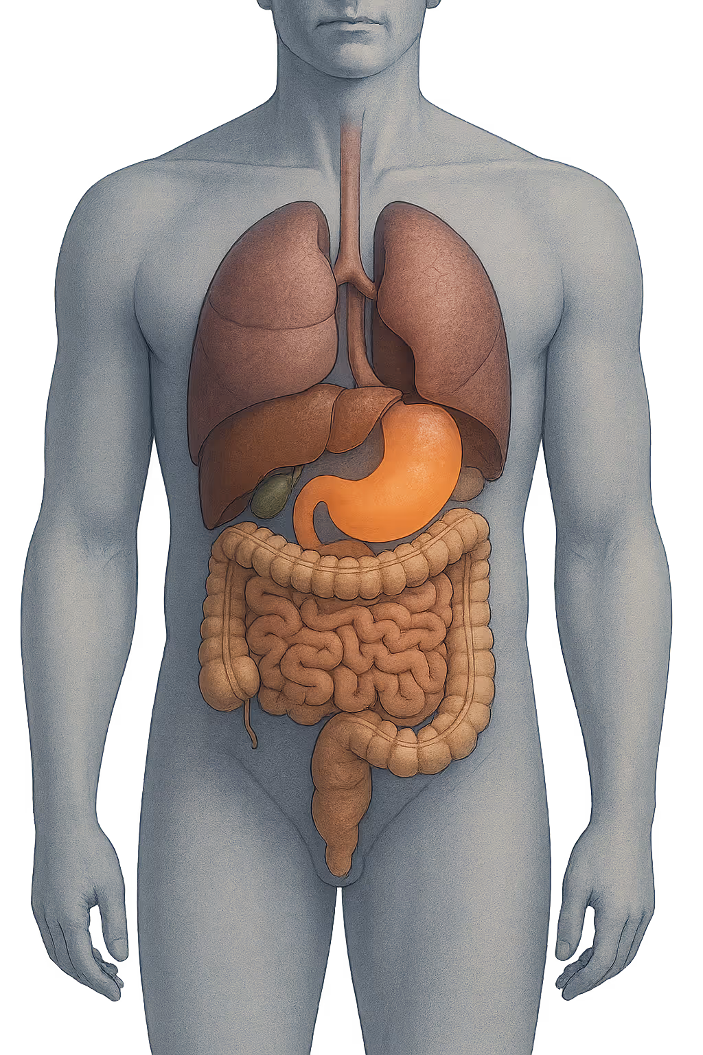 photo of human internal organs gastric system