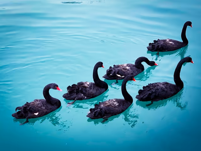 What Is a Black Swan Event? And Why It Matters