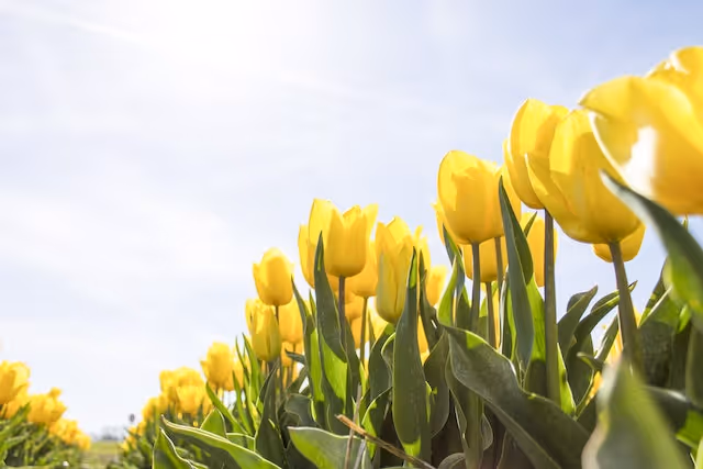 Give Your Finances a Fresh Spring Makeover