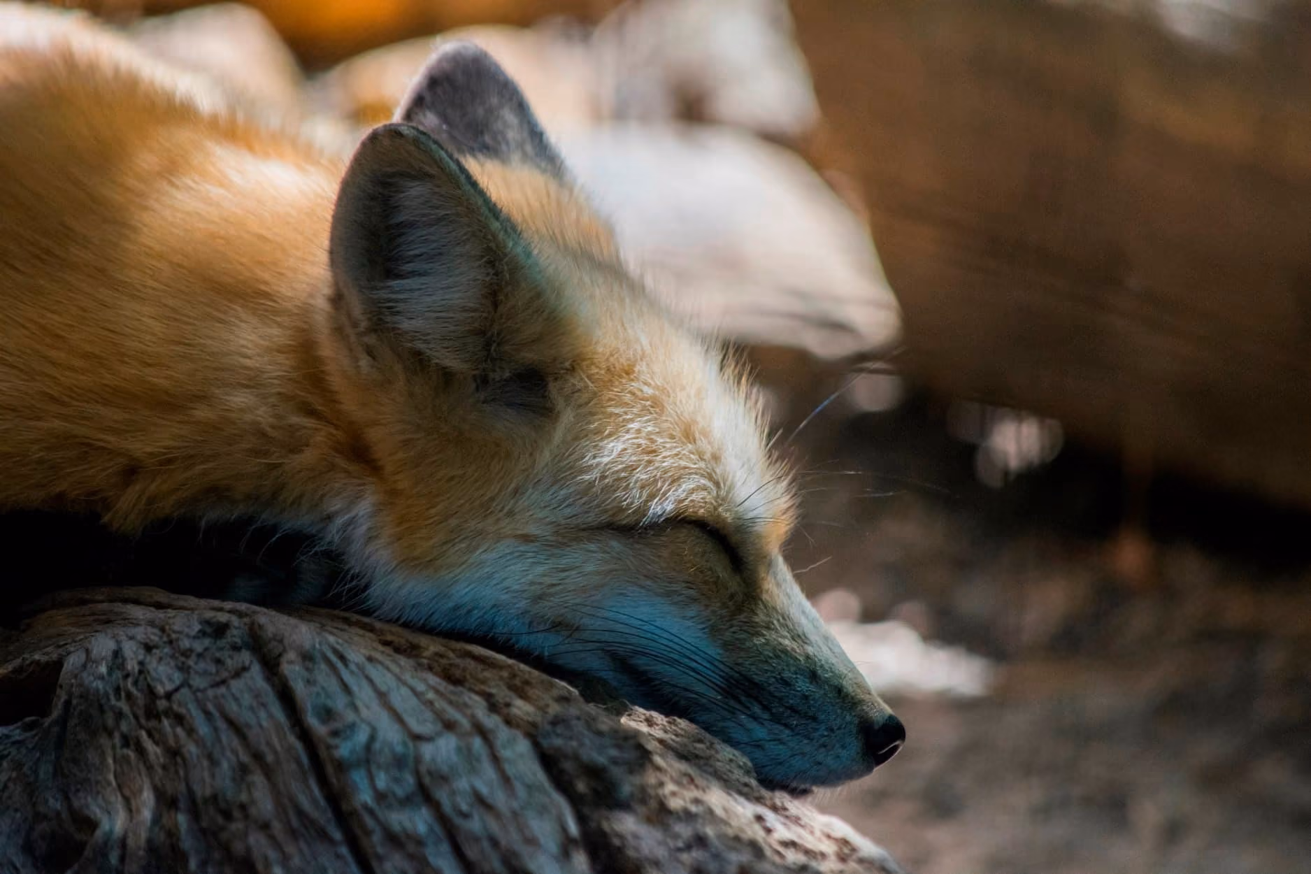 sleeping fox