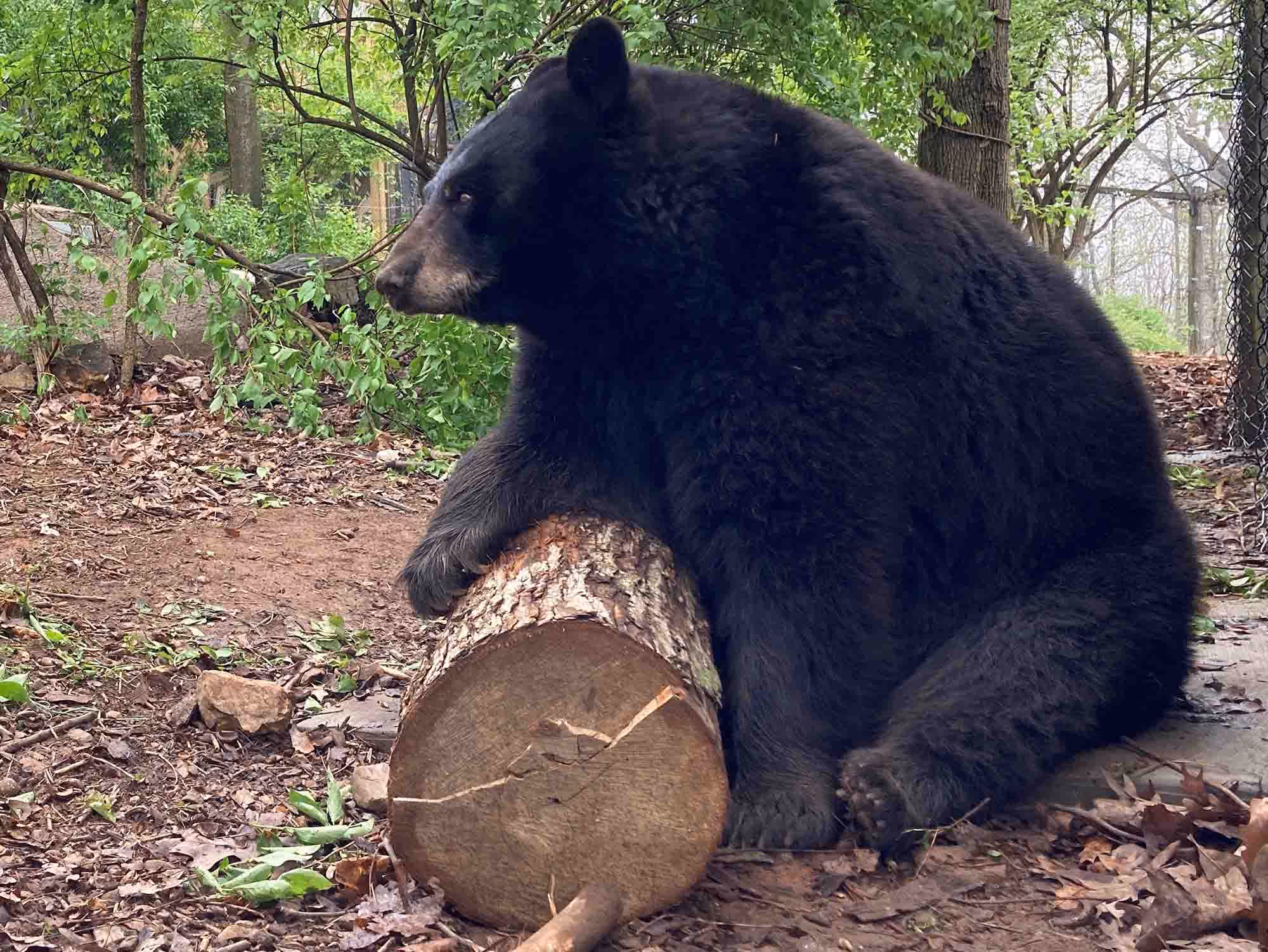 Bear and log