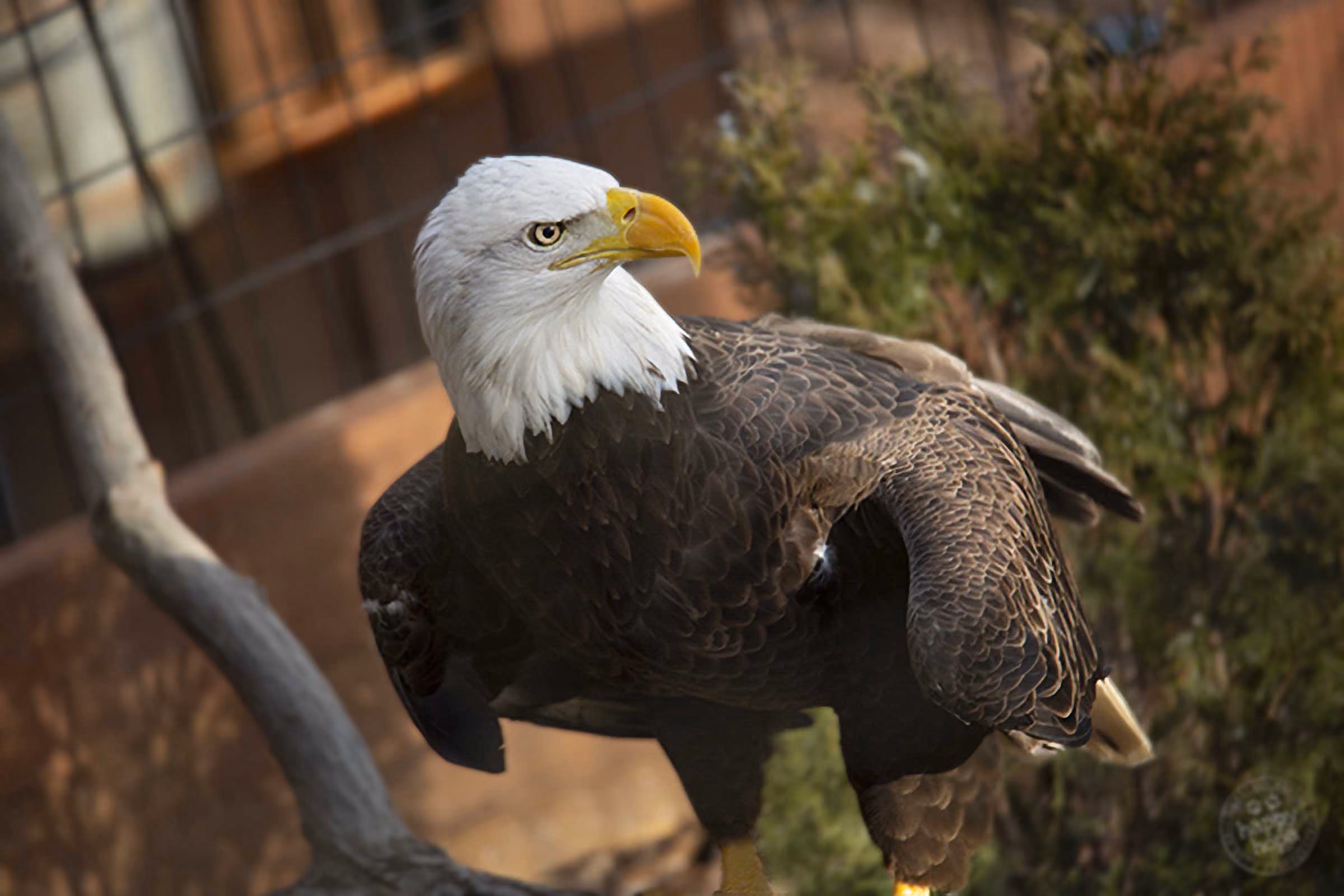 Eagle perched looking to the side