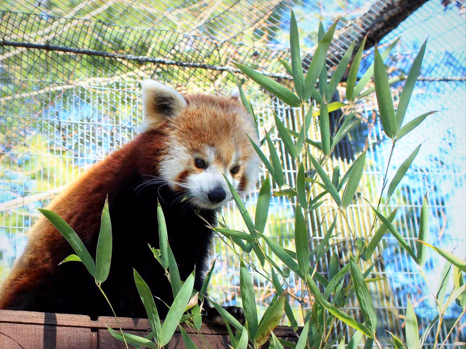 Red Panda in enclosure