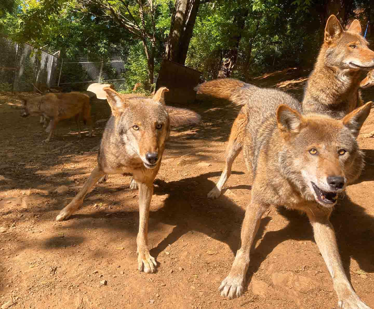 The Mill Mountain Zoos' Red Wolf pack running toward the camera playfully. 
