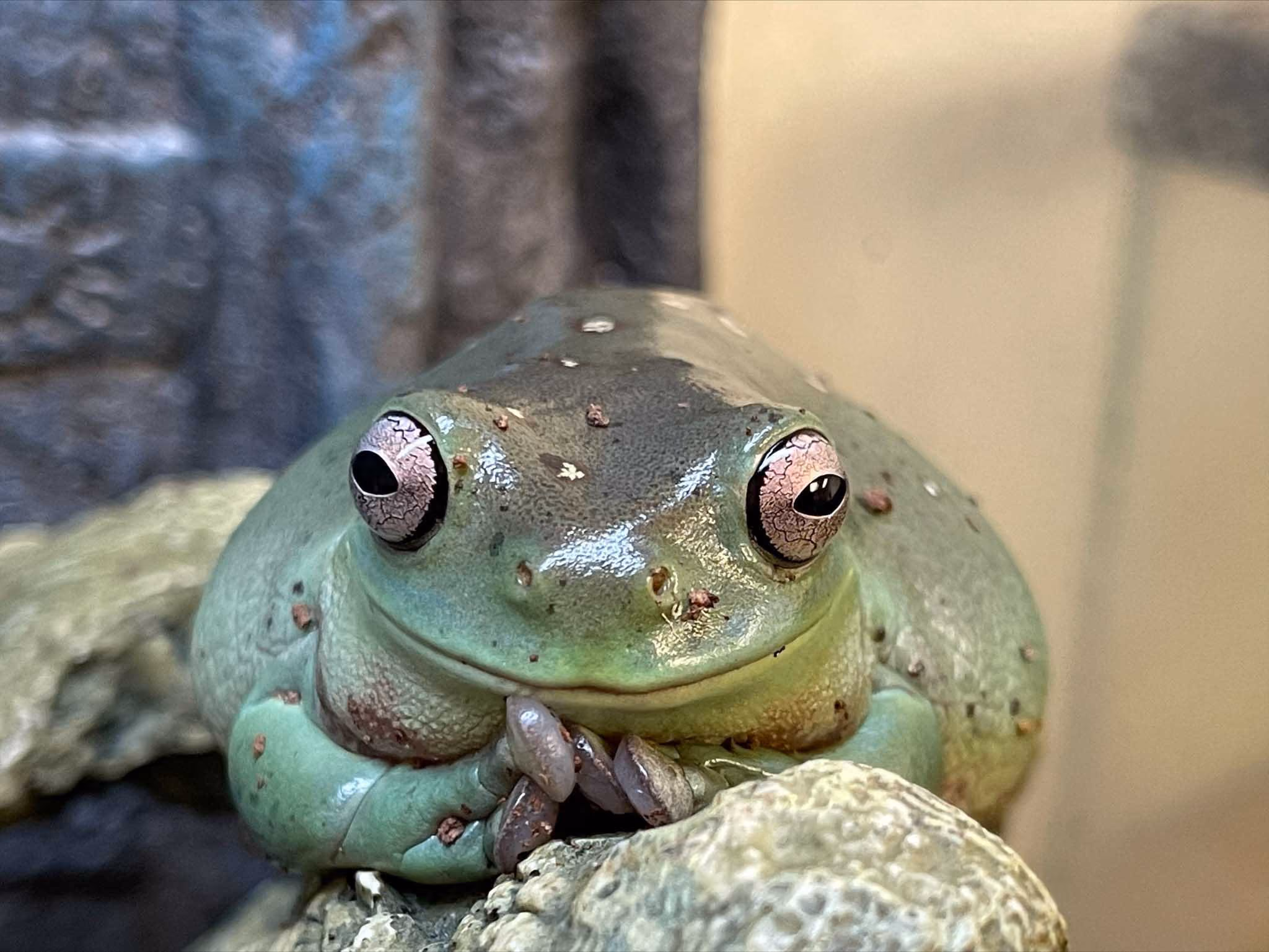 White tree frog looking at camera