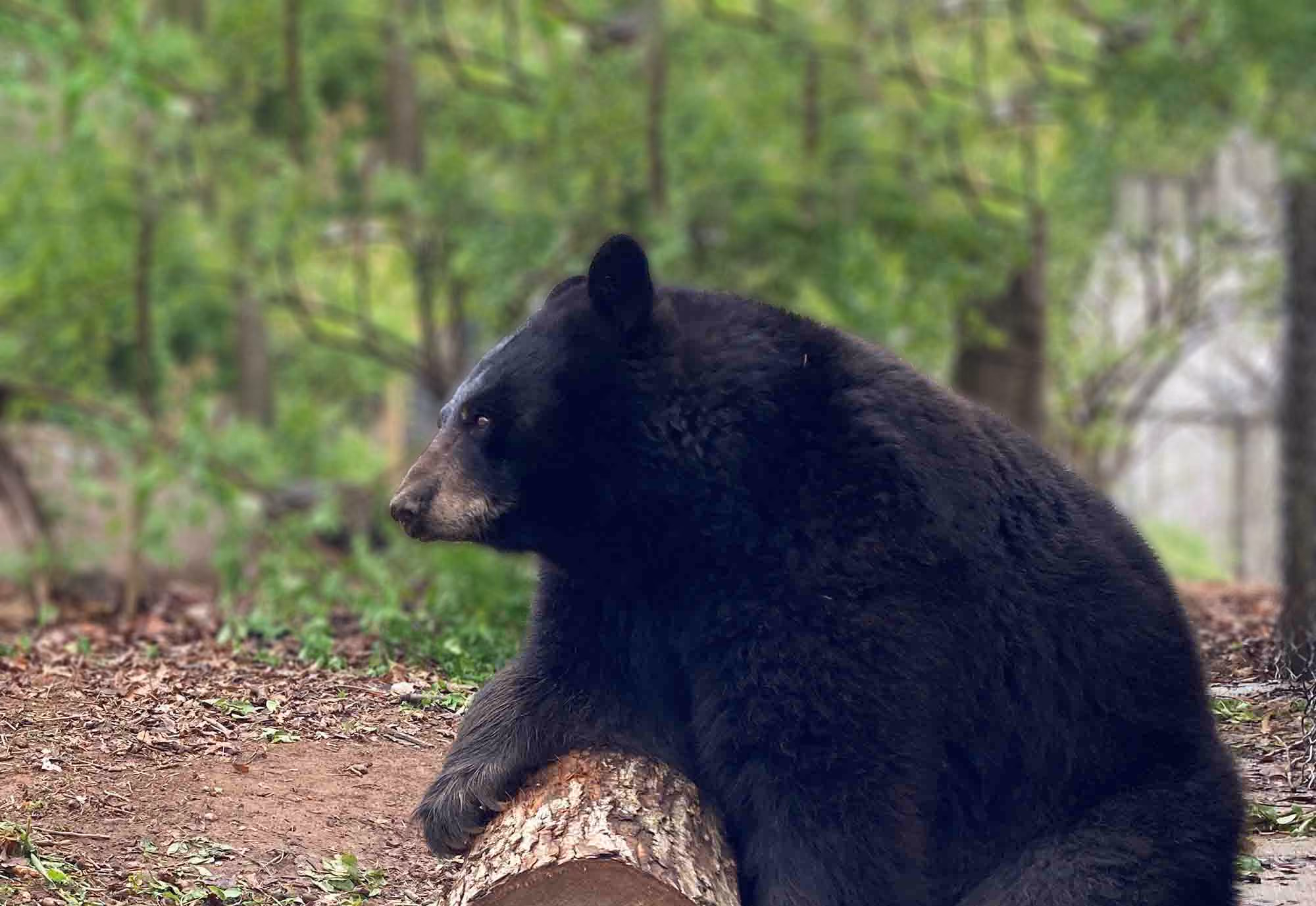 bear and log