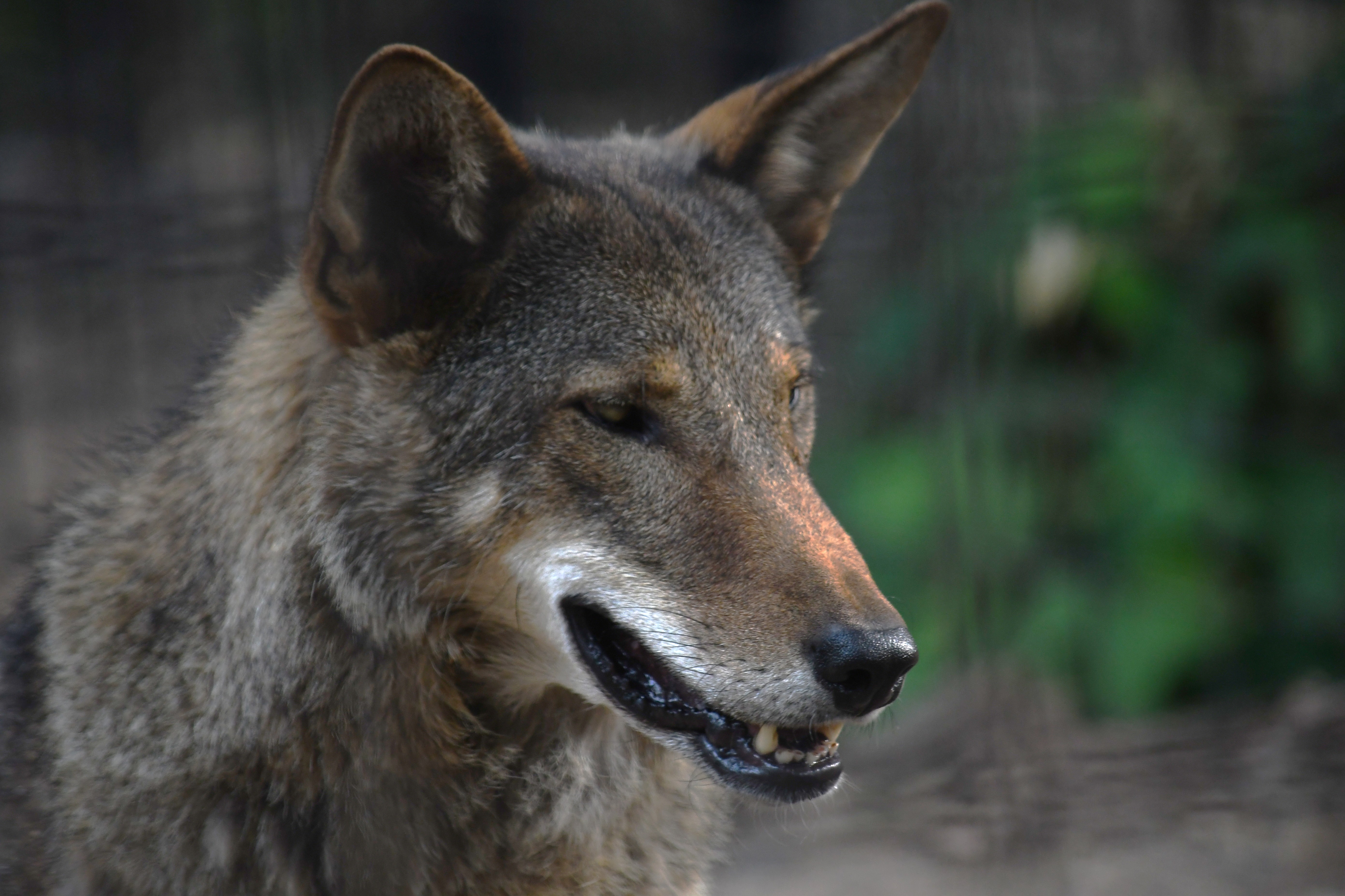 Wolf Pack Featured Animal