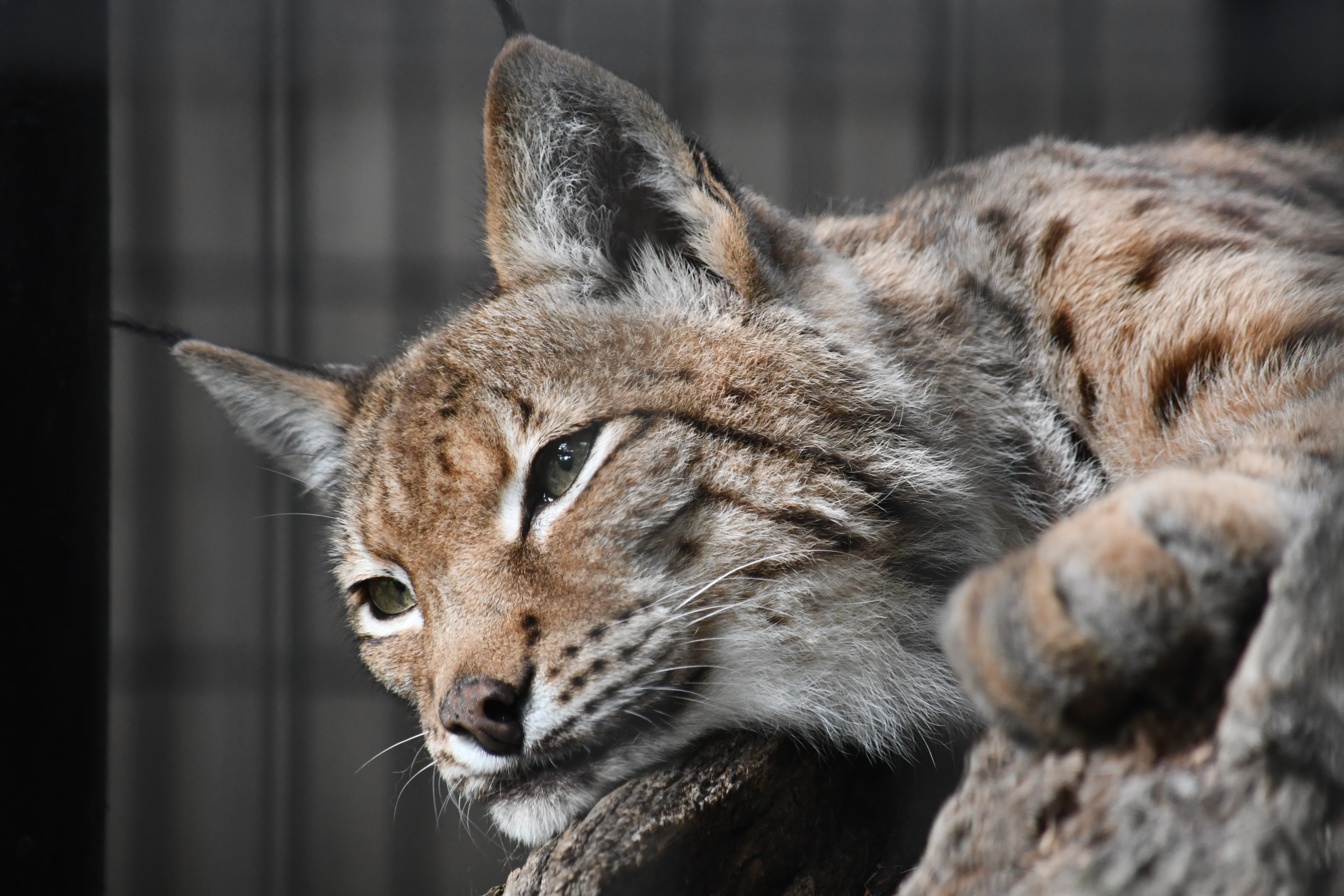Jayden’s Den Featured Animal