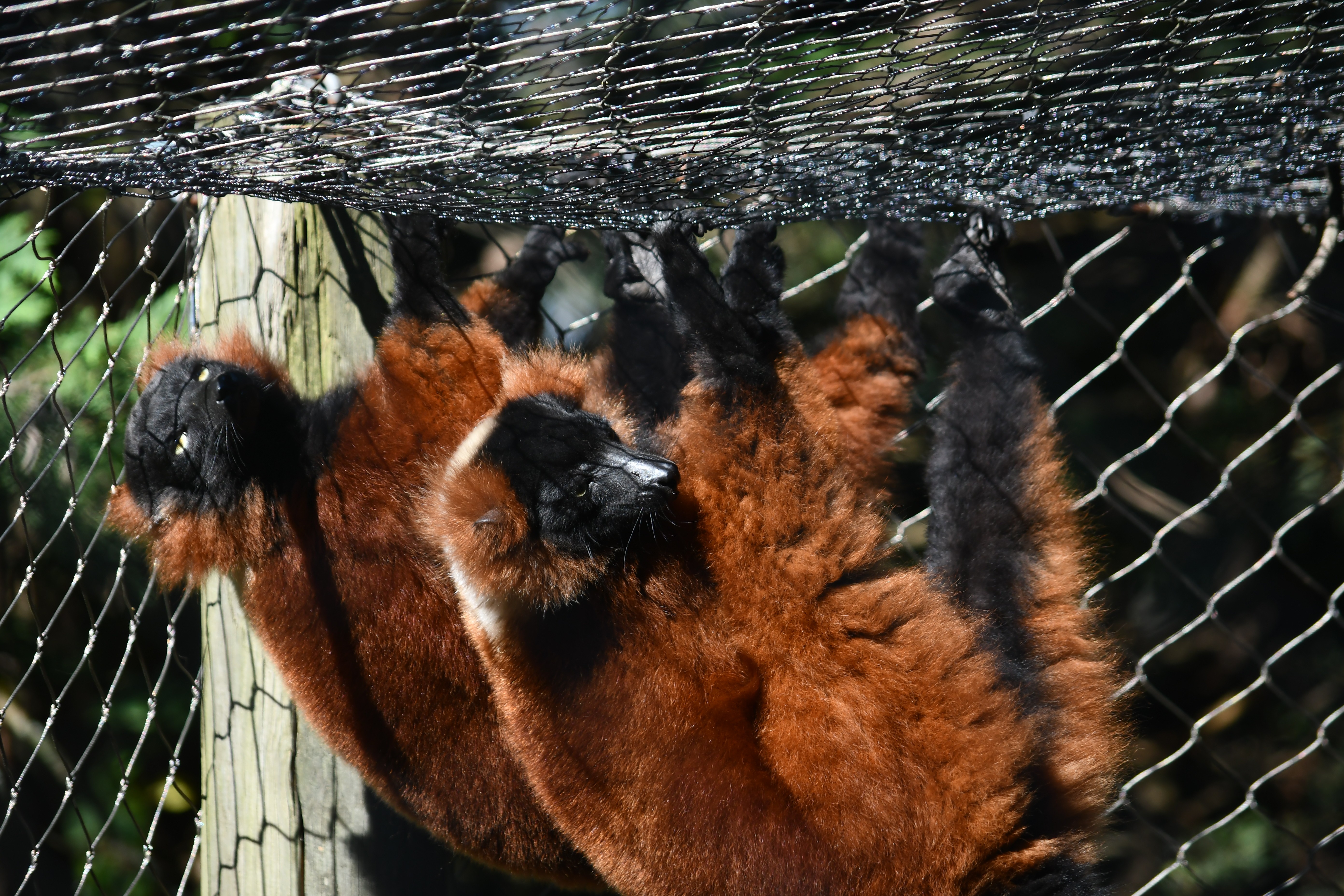 Lemur Troop Featured Animal