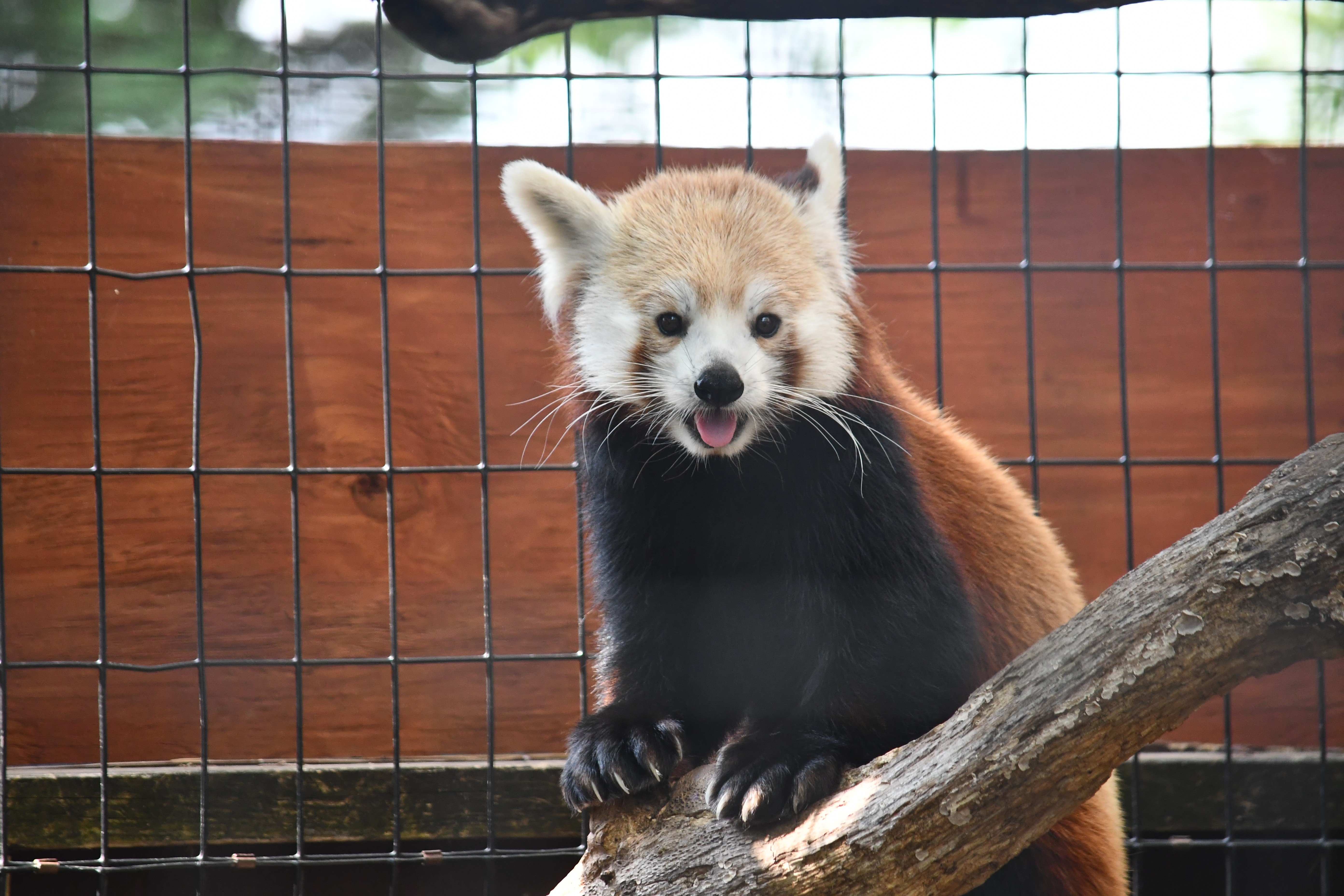 Red Panda Featured Animal