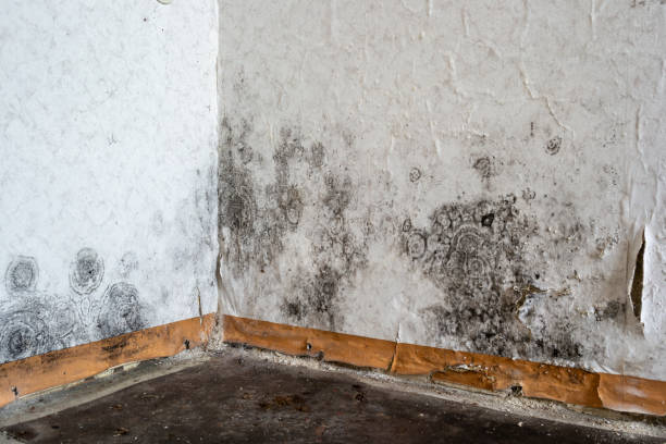 Utilisation de produits anti-moisissure sur un mur pour prévenir les moisissure