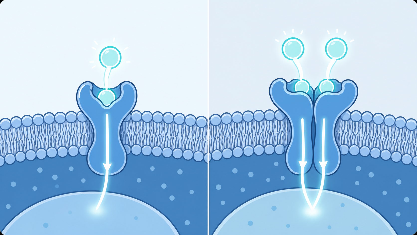 A clean, modern medical illustration showing two molecular receptor pathways in the human body: one diagram depicting a single hormone receptor binding pathway, and another depicting two hormone receptors binding together. Use a soft clinical color palette of blues, teals, and white, with abstract cell membrane and receptor shapes, subtle glowing highlights, no text or labels.