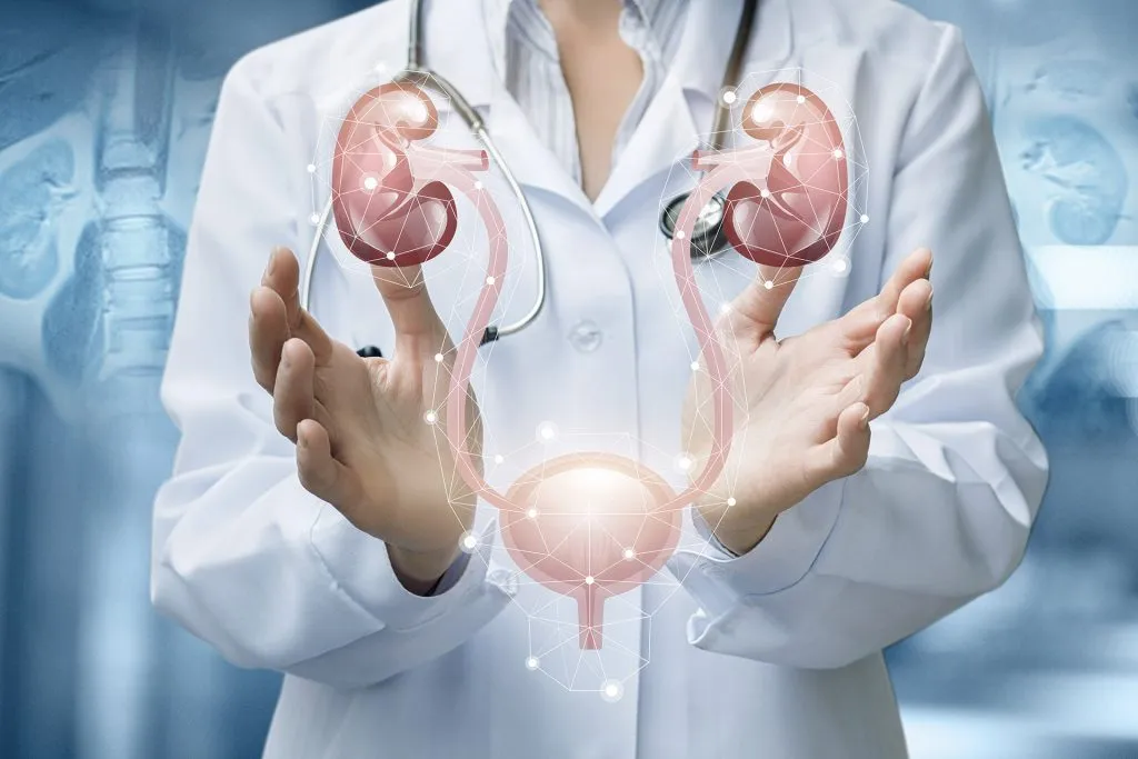 Nephrology (Kidneys)