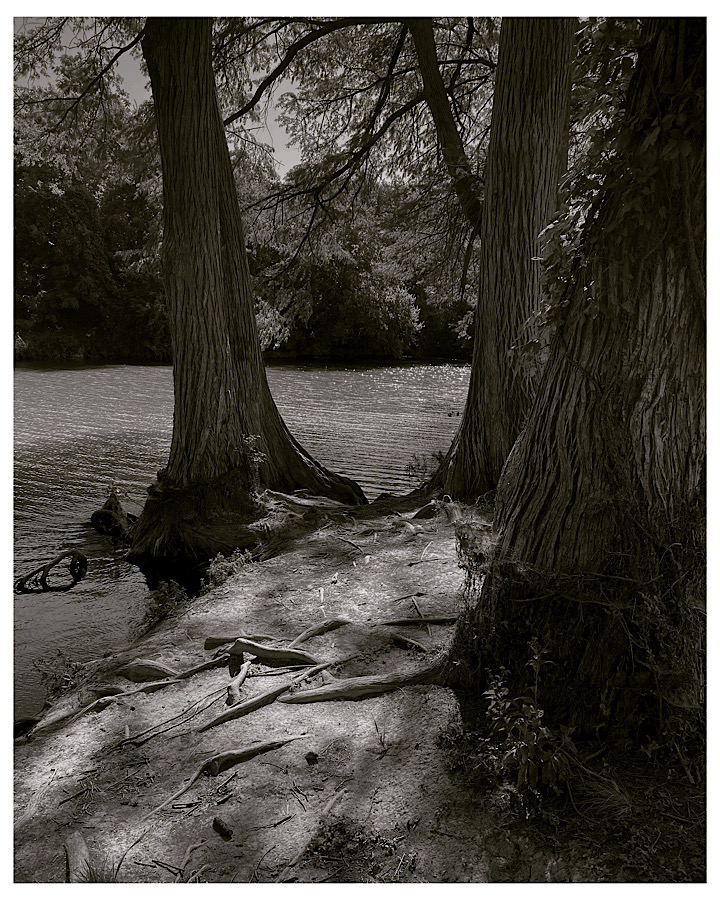 Psalms: The Planted Person