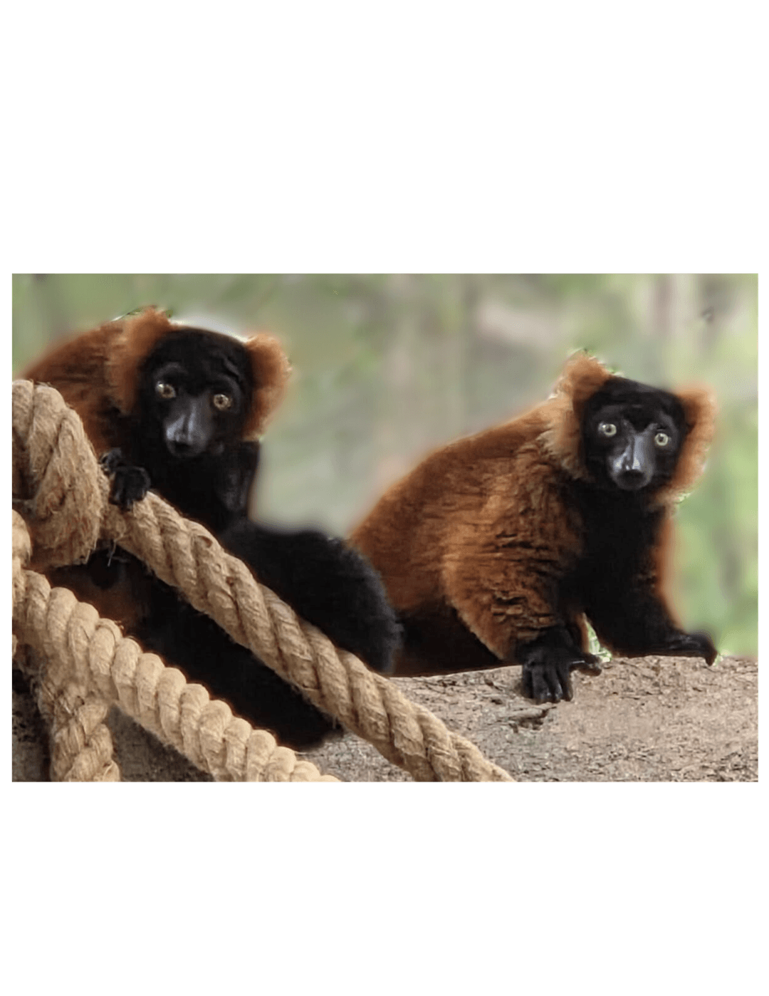 Hoffmann's Two-Toed Sloth | Mill Mountain Zoo | Non-Profit Conservation ...