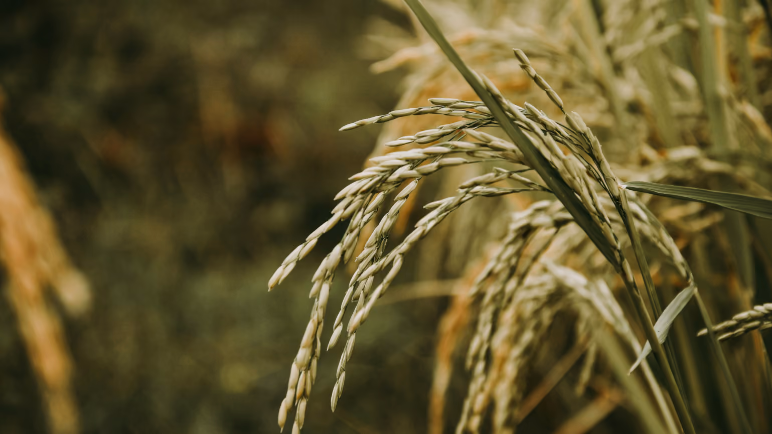 Webinar: What the new LSR Guidance means for food & beverage