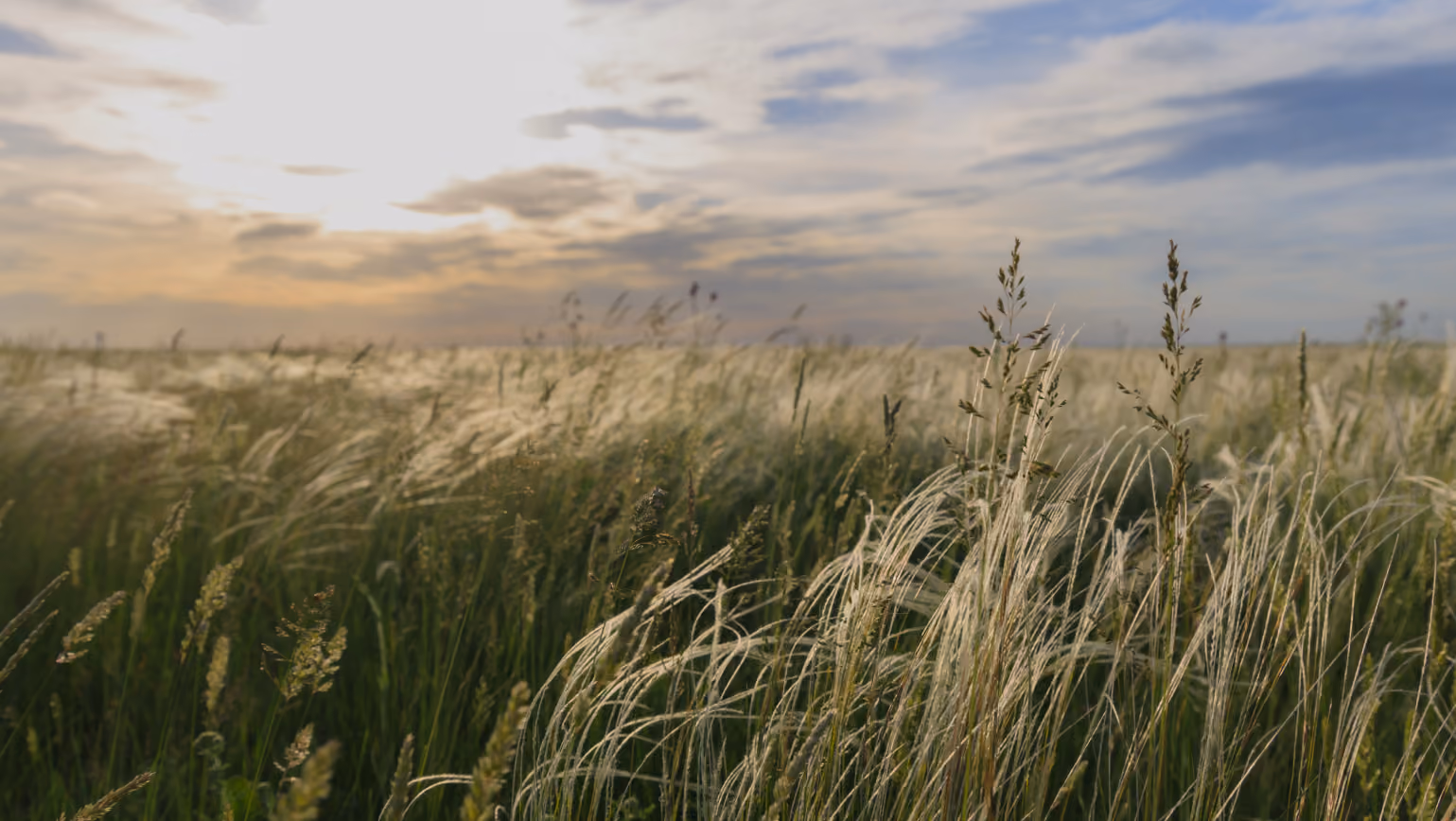 Considering EU funding for regenerative agriculture? Here's what to think about first