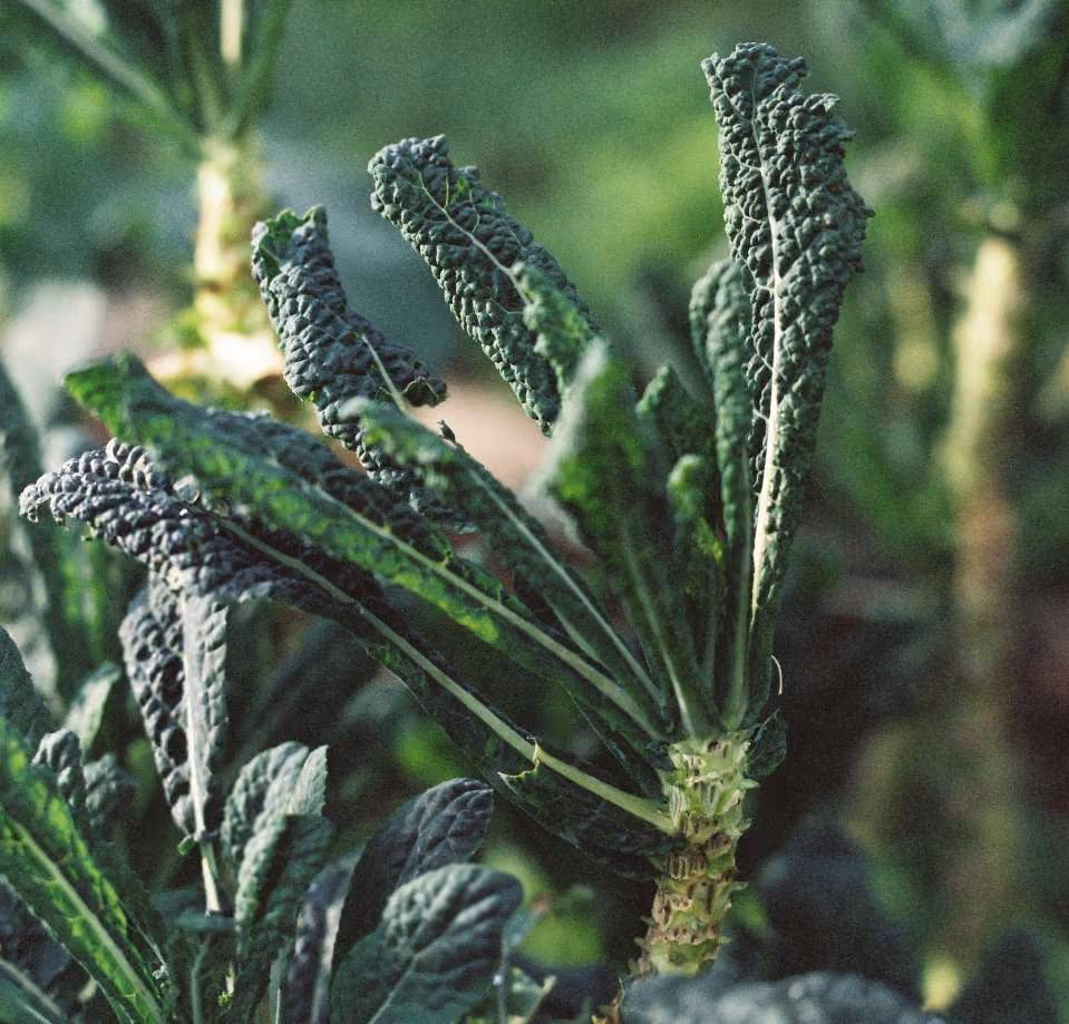 Close-up of curly kale leaves growing in a field