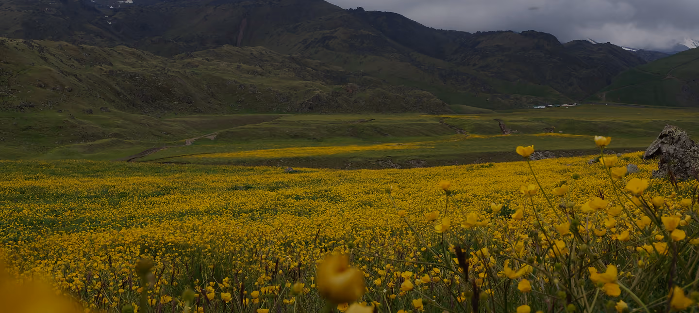 Field of yellow wildflowers in front of mountains