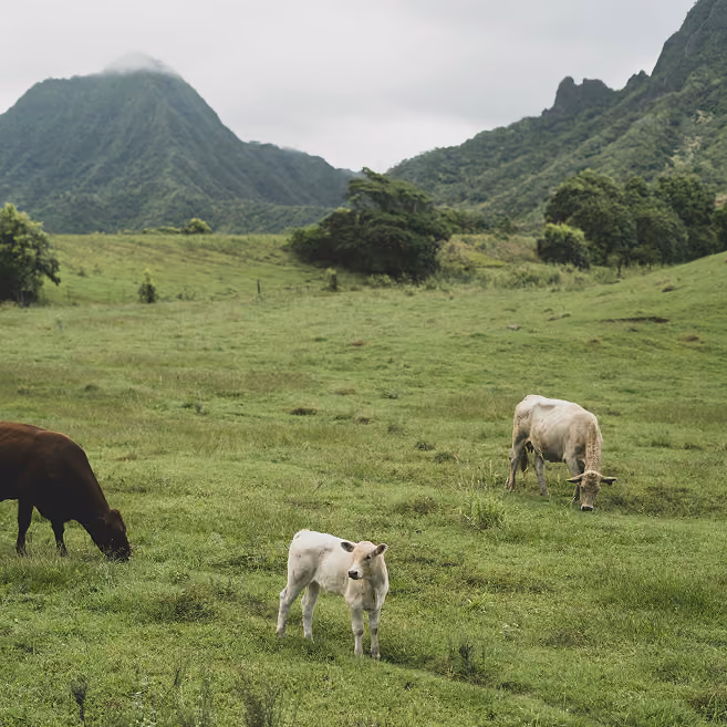 Cattle grazing on green pasture below forested mountains