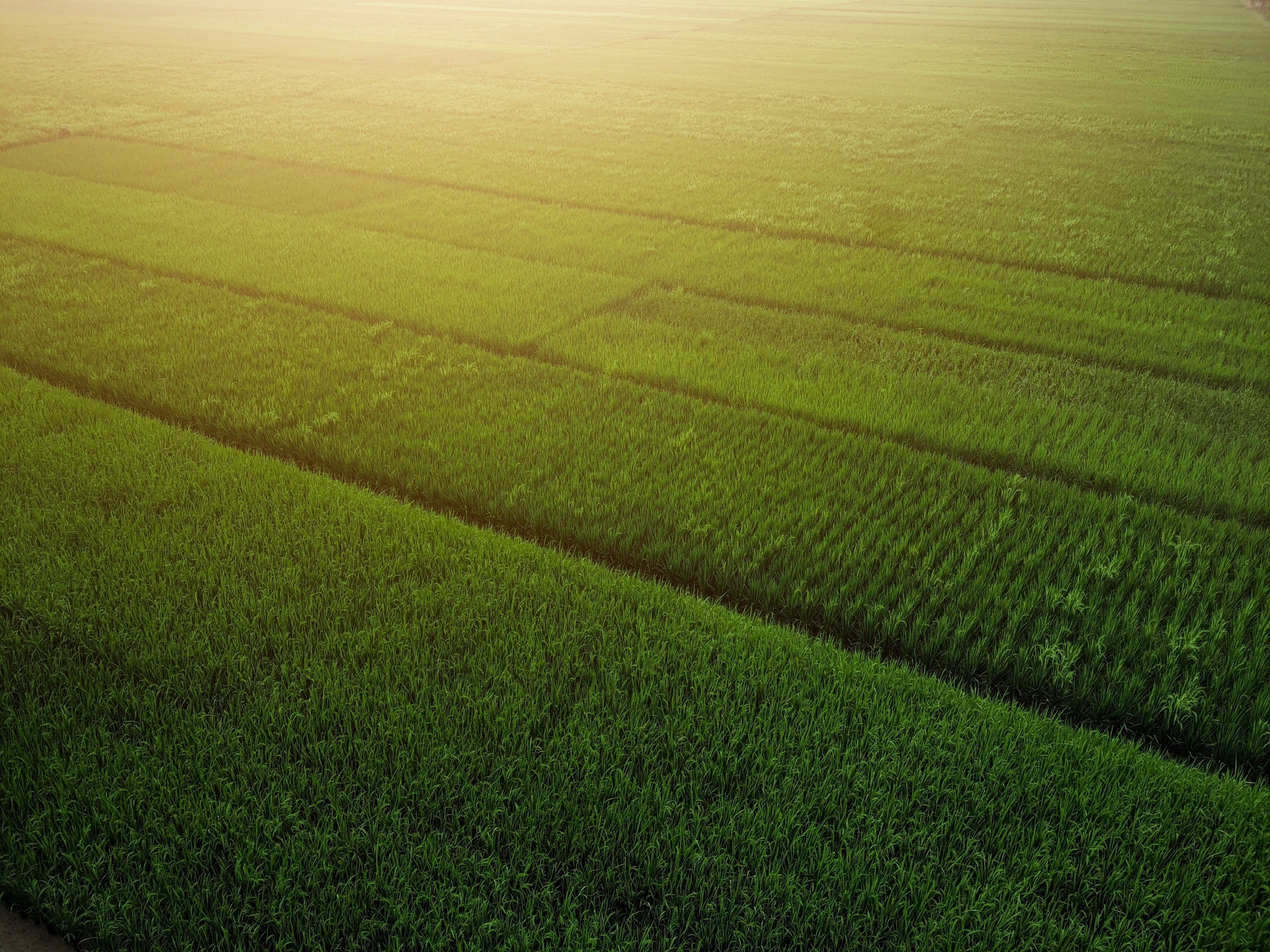 Aerial view of rows of green crop fields