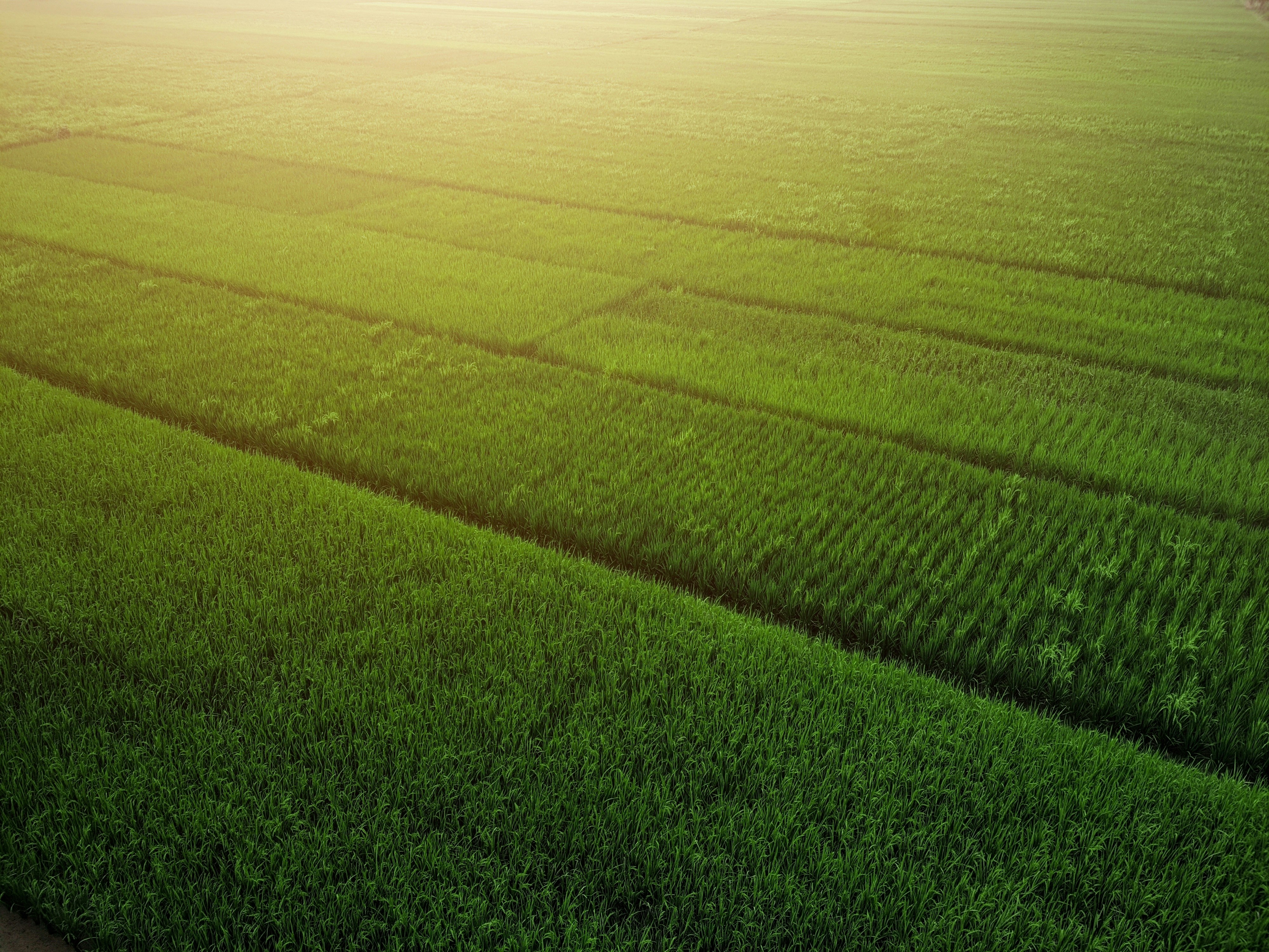 fields