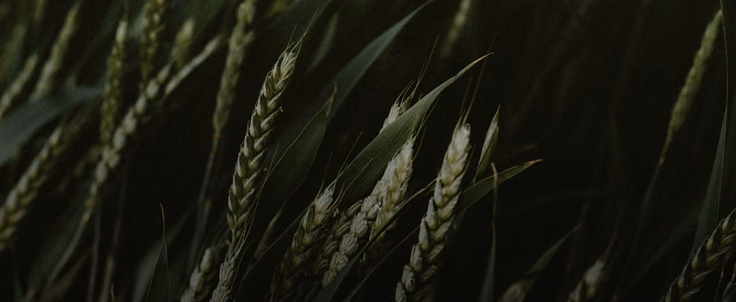 Wheat ears in a dark green field