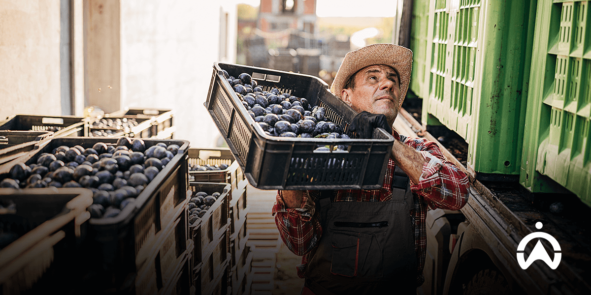 Farmer harvesting plums with Cartrack GPS Tracker with Temperature Sensor for optimal freshness