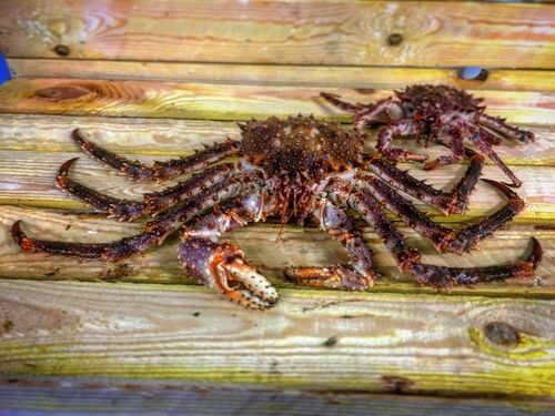 Krabba på ett trädäck