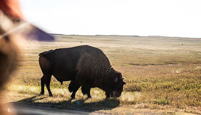 Bison Badlands National Park